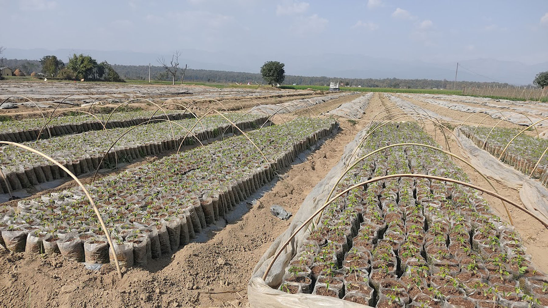 मेवा खेतीका लागि बिरुवा तयार